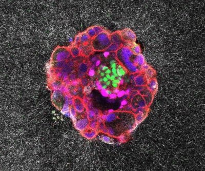 Watch:  ‘Astonishing’ video shows human embryo implanting in real time