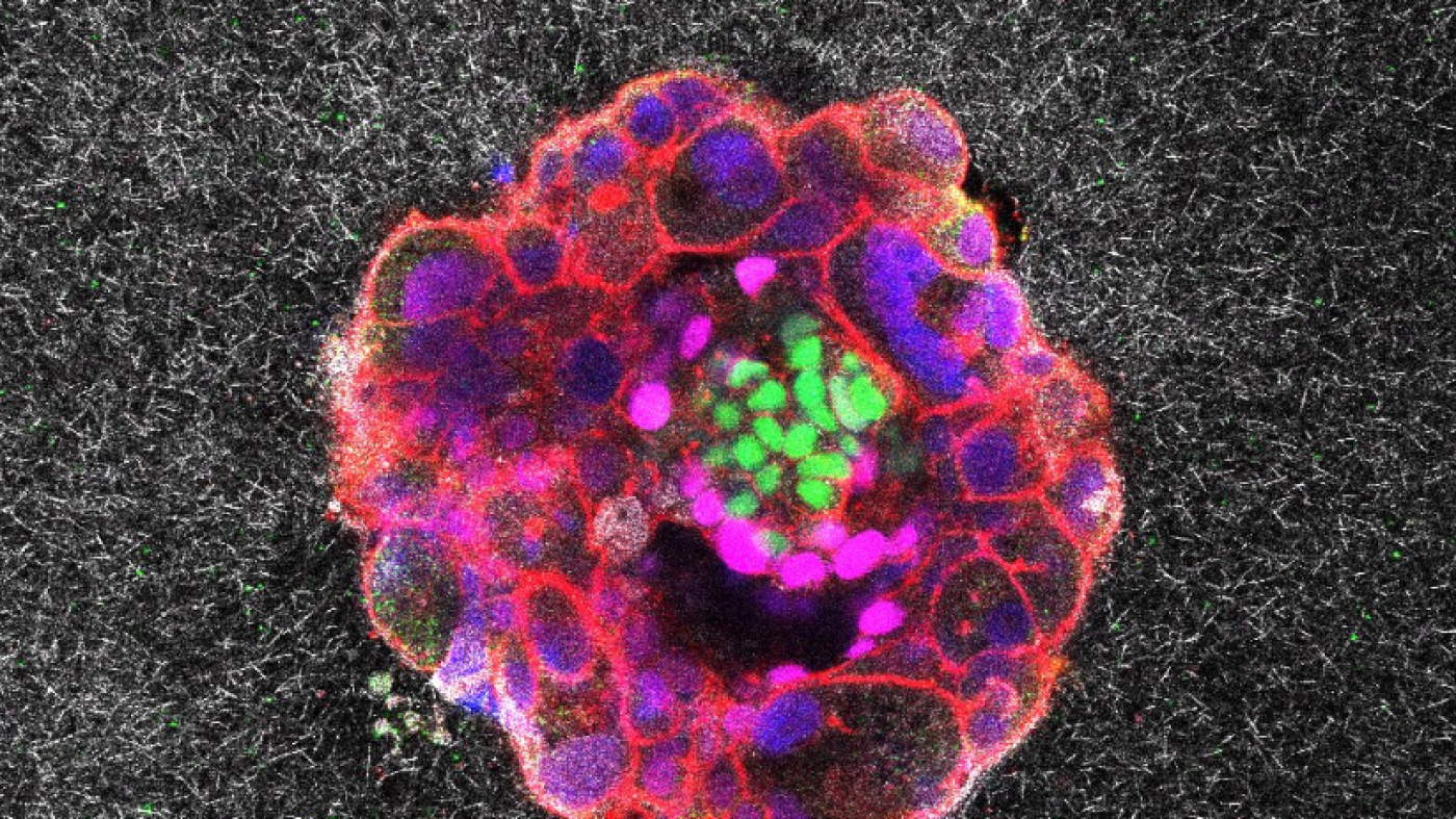 Embryos small but mighty, first live videos show