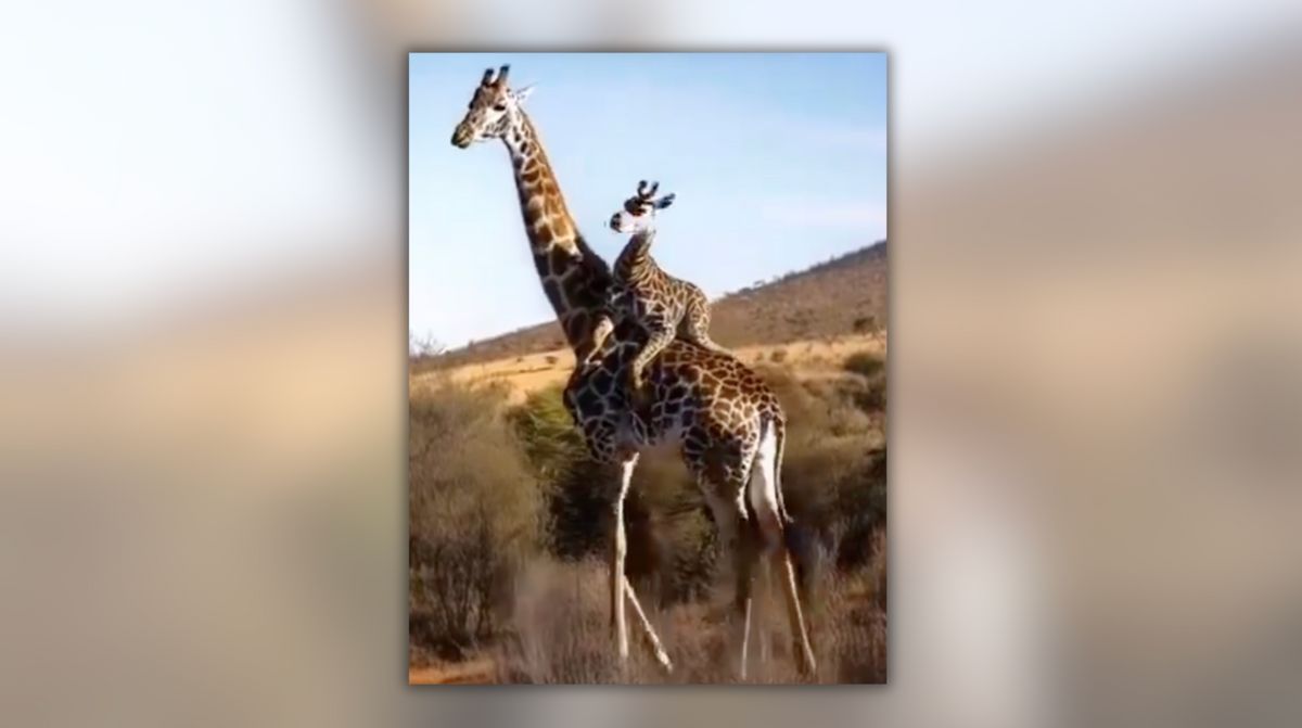 Real Video of Baby Giraffe Riding on Mother’s Back?