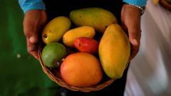 Are mangoes good for diabetes? Indian studies challenge conventional wisdom
