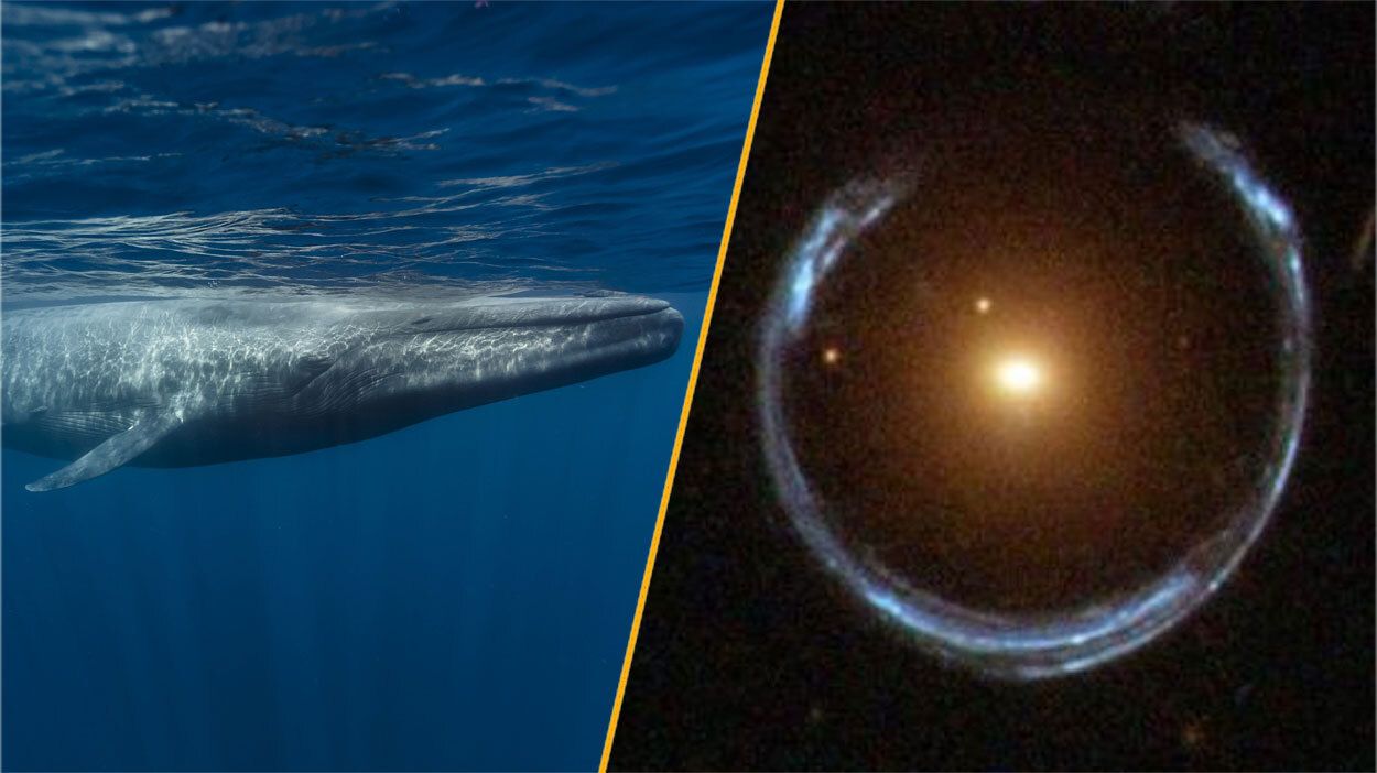 Science news this week: Black holes galore and blue whales that still sing