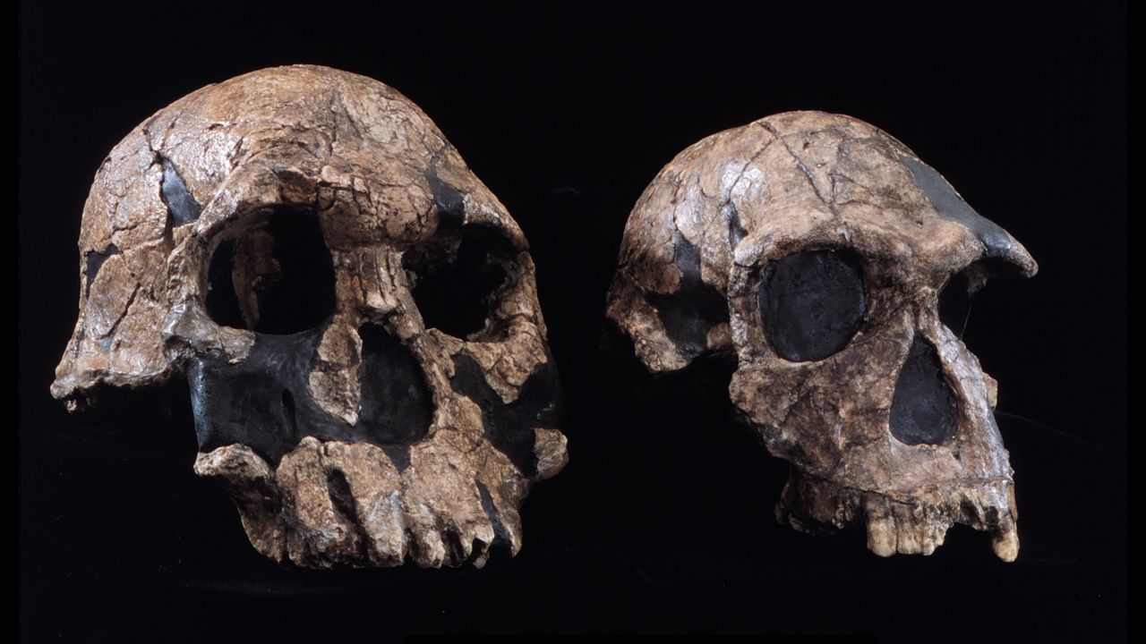 What was the first human species?