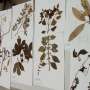 Indigenous researcher revives traditional medical practices of his people