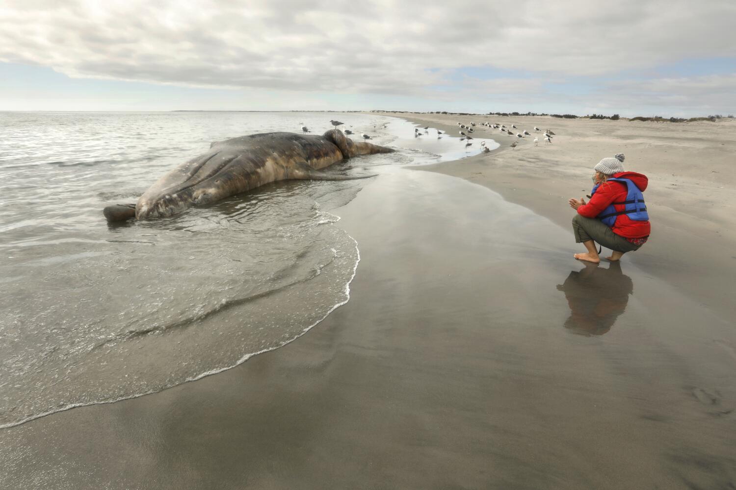Contributor: It’s time to save the whales again