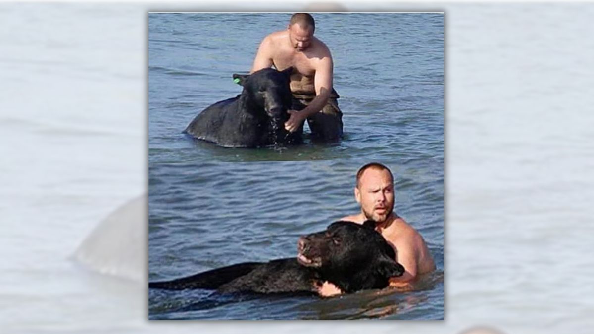 Photos claiming to show Russian man saving drowning bear in Lake Tahoe tell a different story