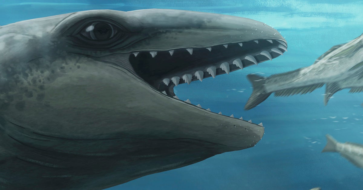 Paleontologists ID Ancient Whale That Looks More Like A Pokémon Than A Predator