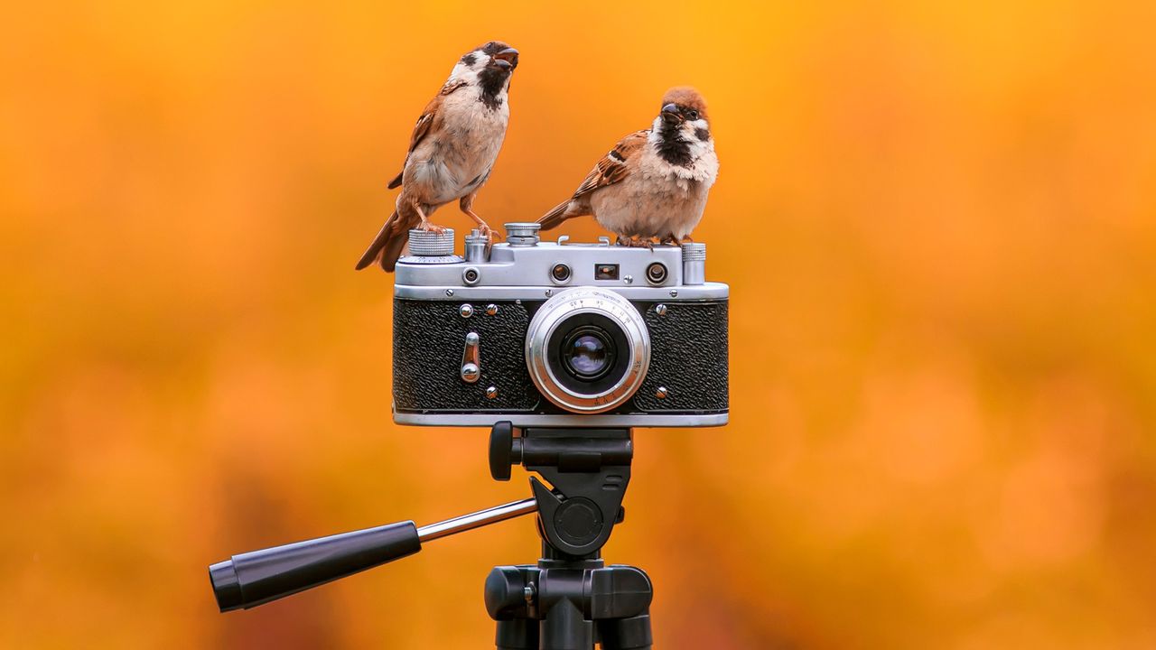 Five simple wildlife photography tips for better shots without fancy gear