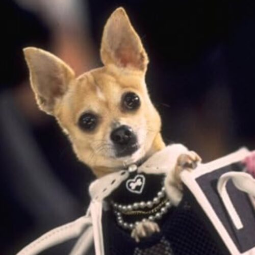 The case of the coke-snorting Chihuahua
