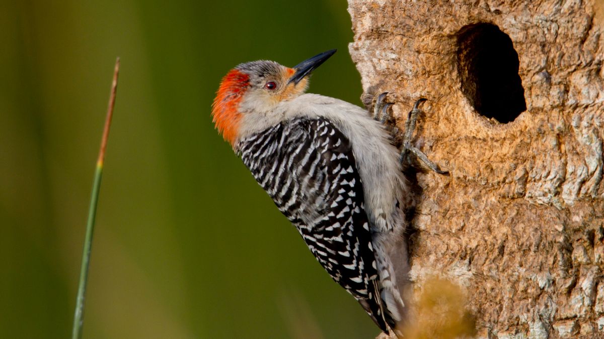Do woodpeckers’ tongues protect their brains? Here’s what studies show