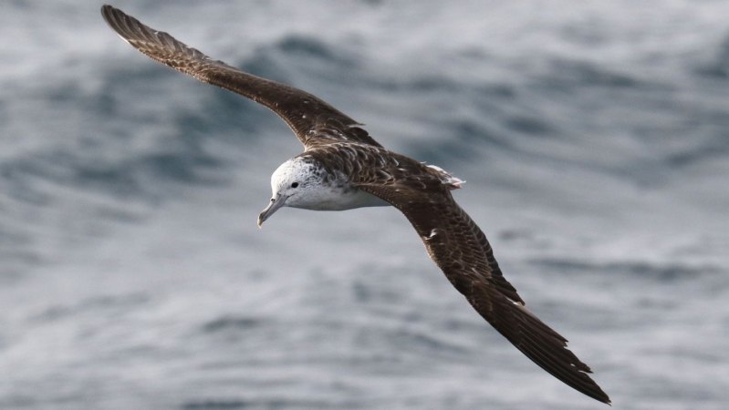 Streaked shearwaters poop only while flying over the ocean