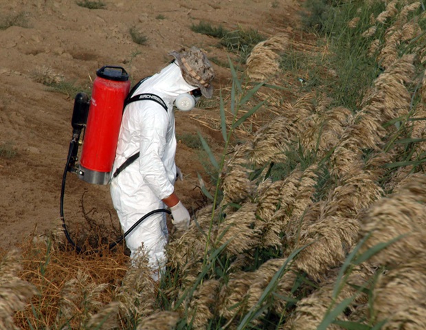 Prenatal exposure to common insecticide linked to brain changes and poor motor skills in children