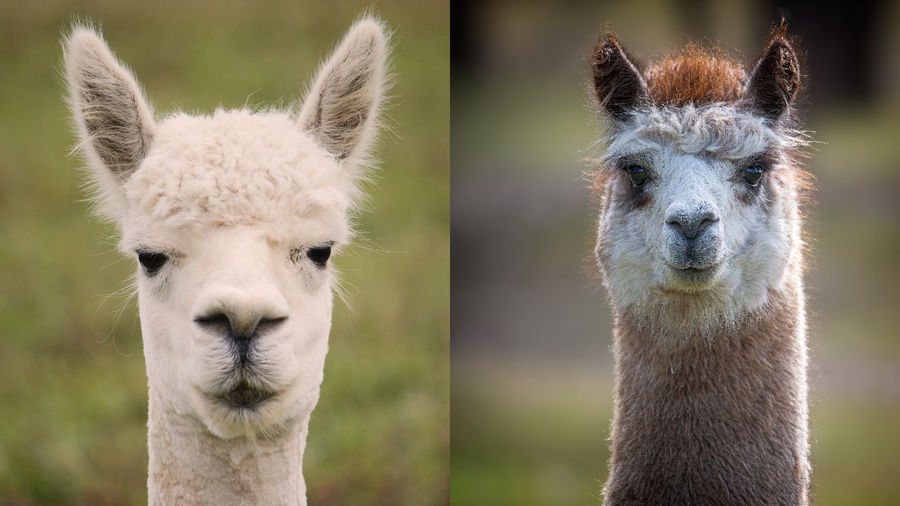 What’s the difference between a llama and an alpaca?