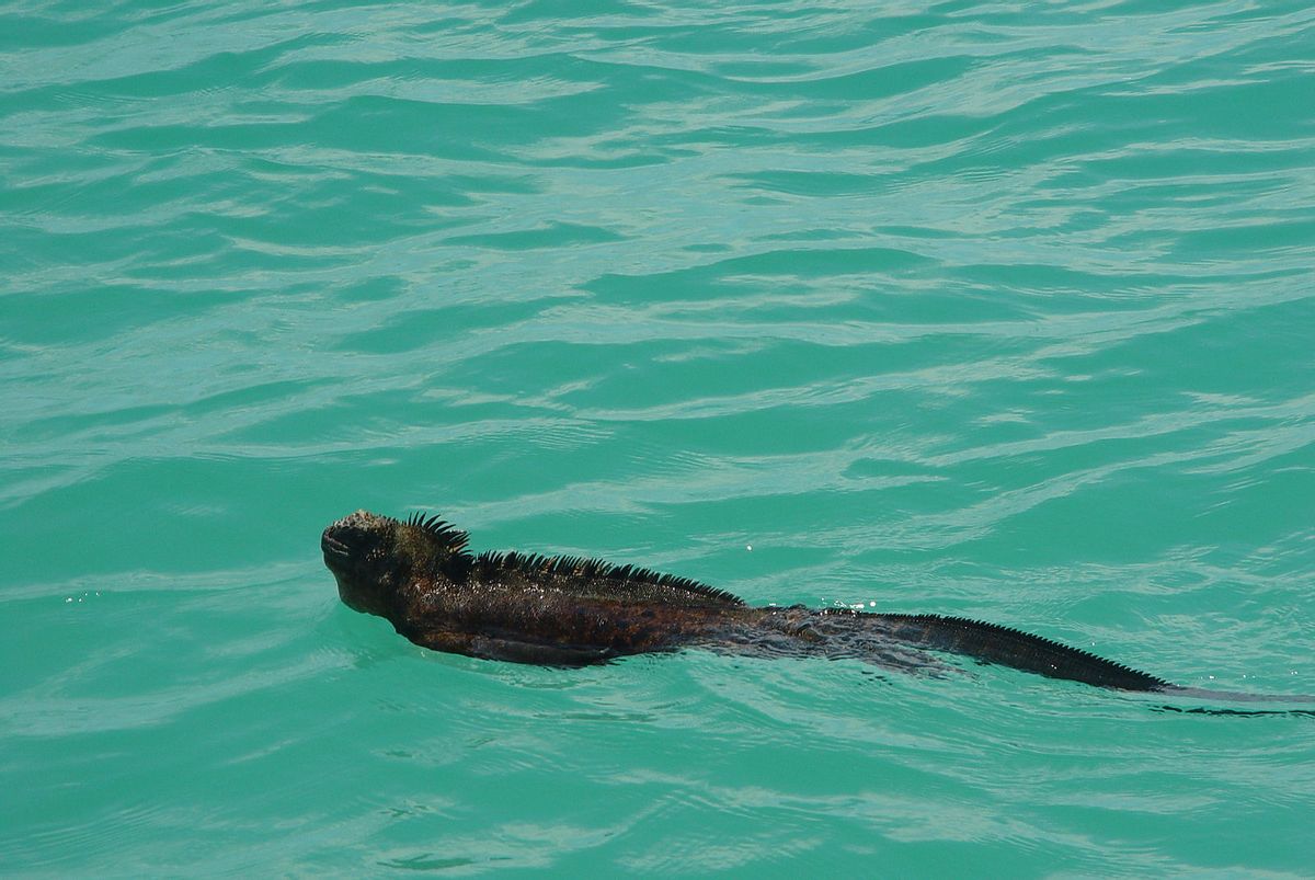 New Swimming Lizard Was Not Discovered in Lake Superior. Here Where It Really Lives