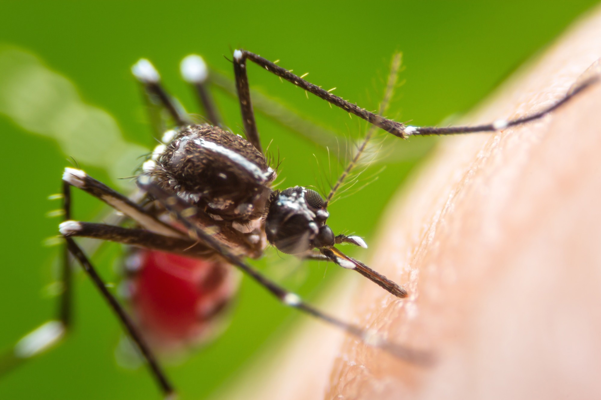 How a Réunion Island outbreak sparked France’s record chikungunya season