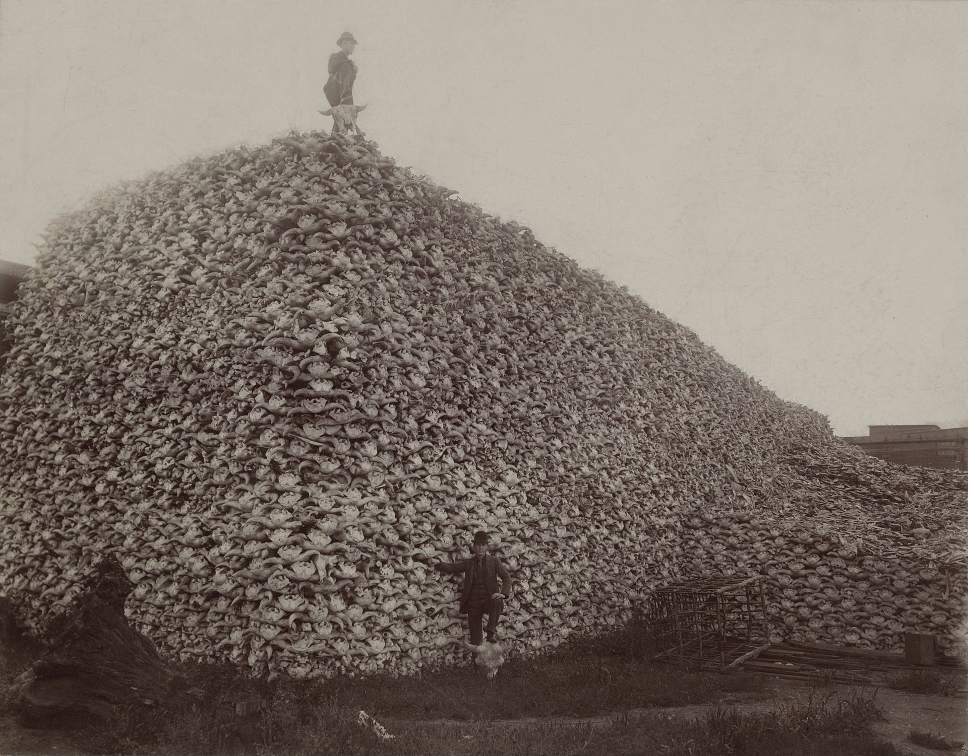 Traditional Medicine Based Extinction. An Update.