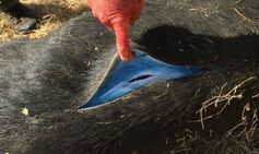 Wild pigs turning ‘neon blue’ in California trigger urgent health warning