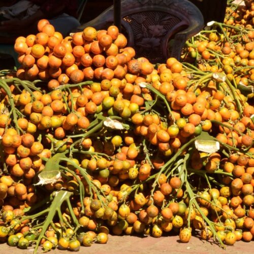 Betel nuts have been giving people a buzz for over 4,000 years
