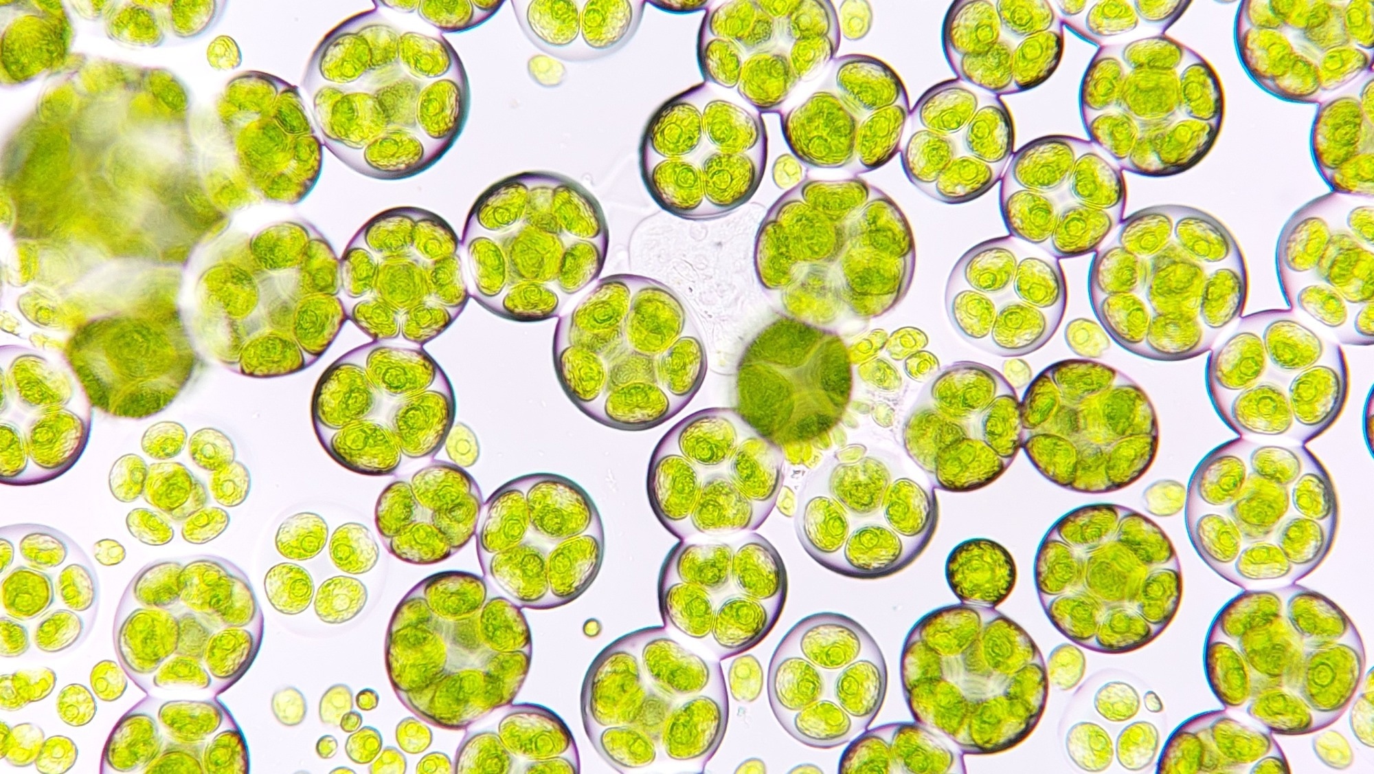 Could chlorophyll become the next antidiabetic therapy?