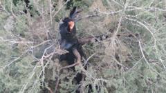 Fire still burning in one of world’s tallest trees after three days