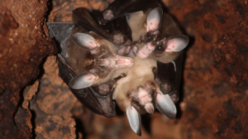 These giant carnivorous bats hug, cuddle — and even share dinner