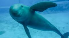 Saving China’s finless porpoise from the brink of extinction