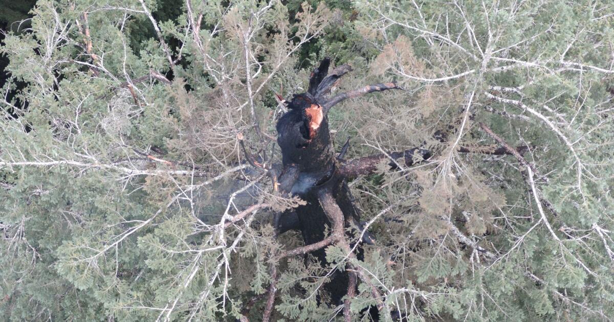 One of the world’s tallest trees is burning. Why can’t firefighters put it out?
