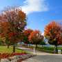 Access to green space a mental health lifeline during COVID-19 pandemic, research reveals