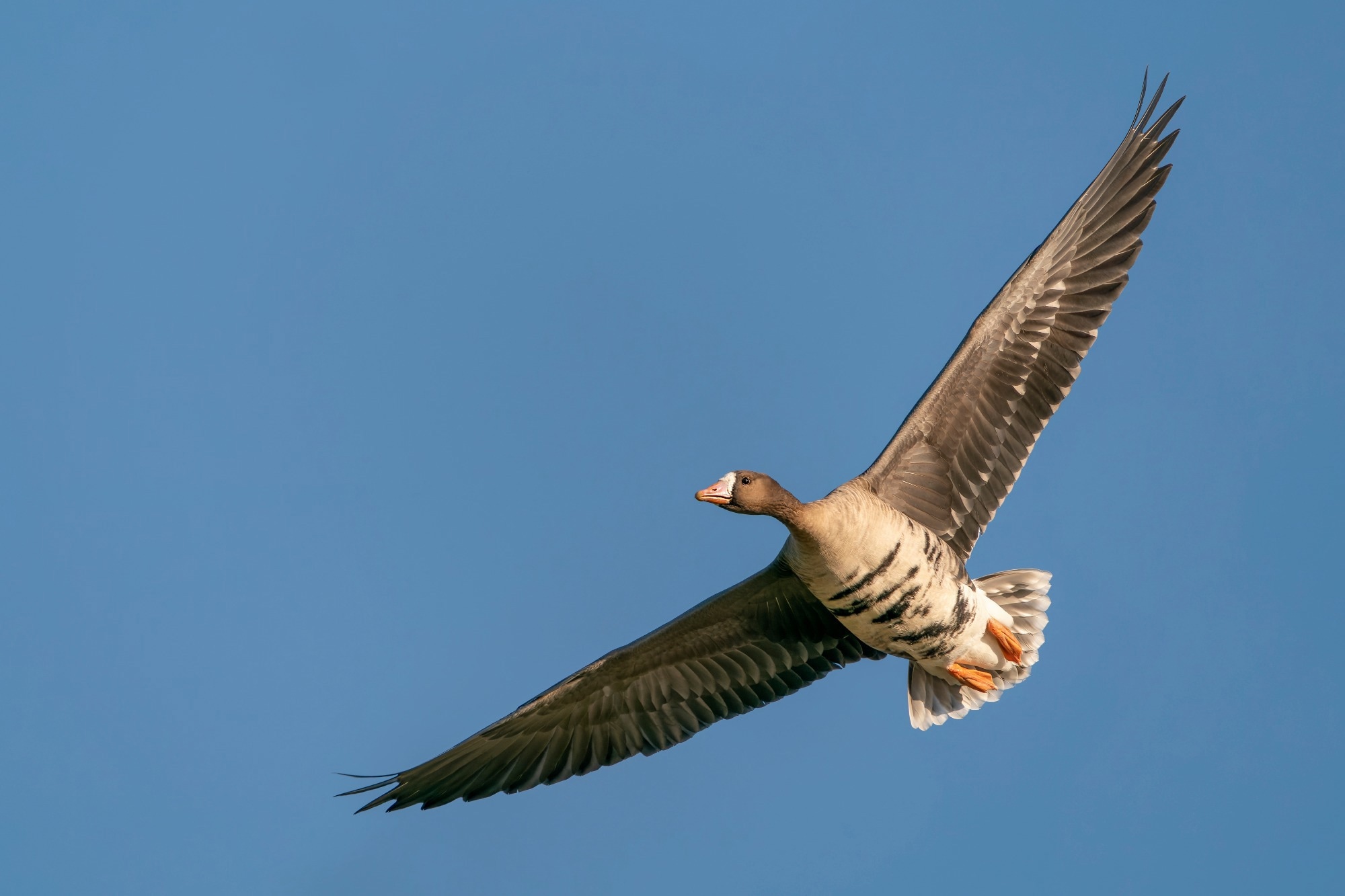 How shifting landscapes drive new bird flu threats across Asia
