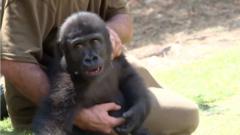Rescued baby gorilla recovers from smuggling ordeal