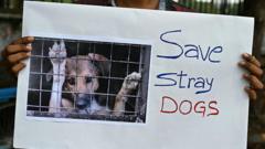 India top court shelves plan to lock up Delhi’s one million street dogs