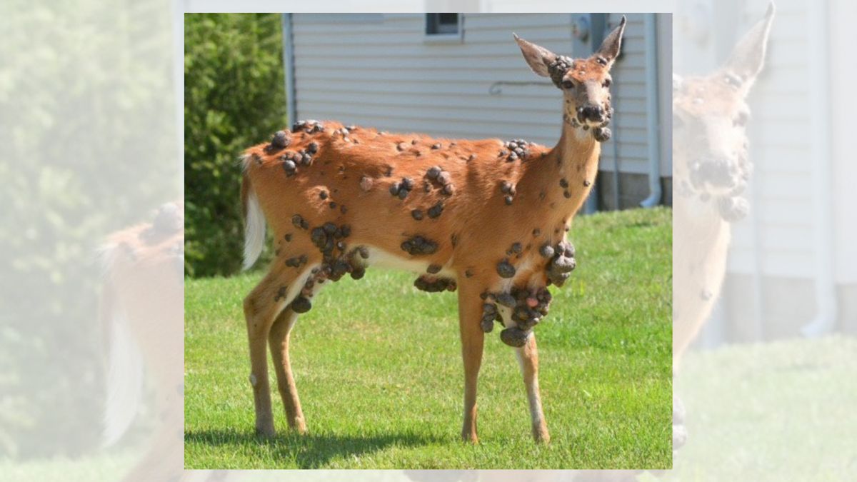 Fears about ‘mutant deer’ with ‘flesh bubbles’ on their skin are overblown