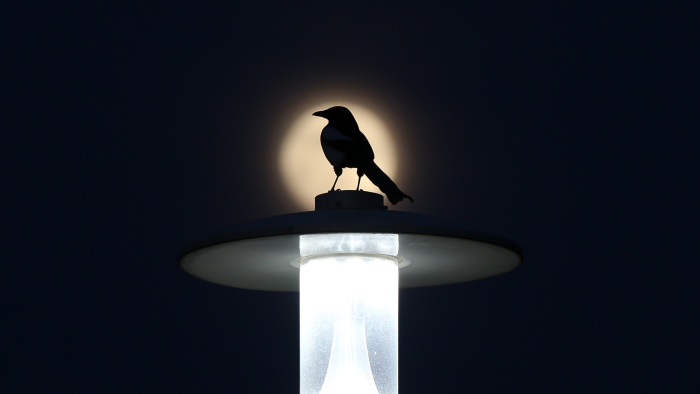 Artificial light has essentially lengthened birds’ day