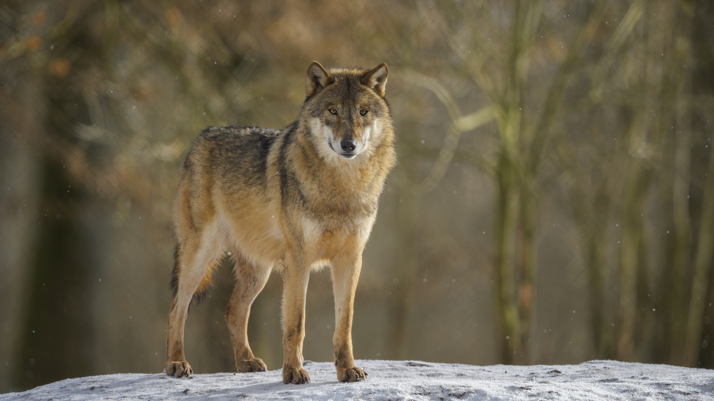 New study raises questions about effectiveness of wolf hunting as a tool to help ranchers