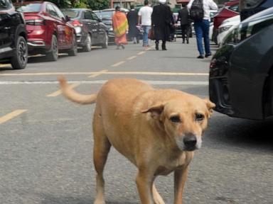 India’s Supreme Court orders stray dogs released to New Delhi streets in modified ruling