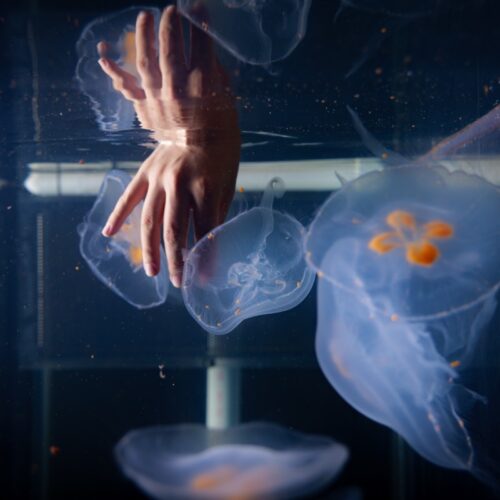 Scientists are building cyborg jellyfish to explore ocean depths