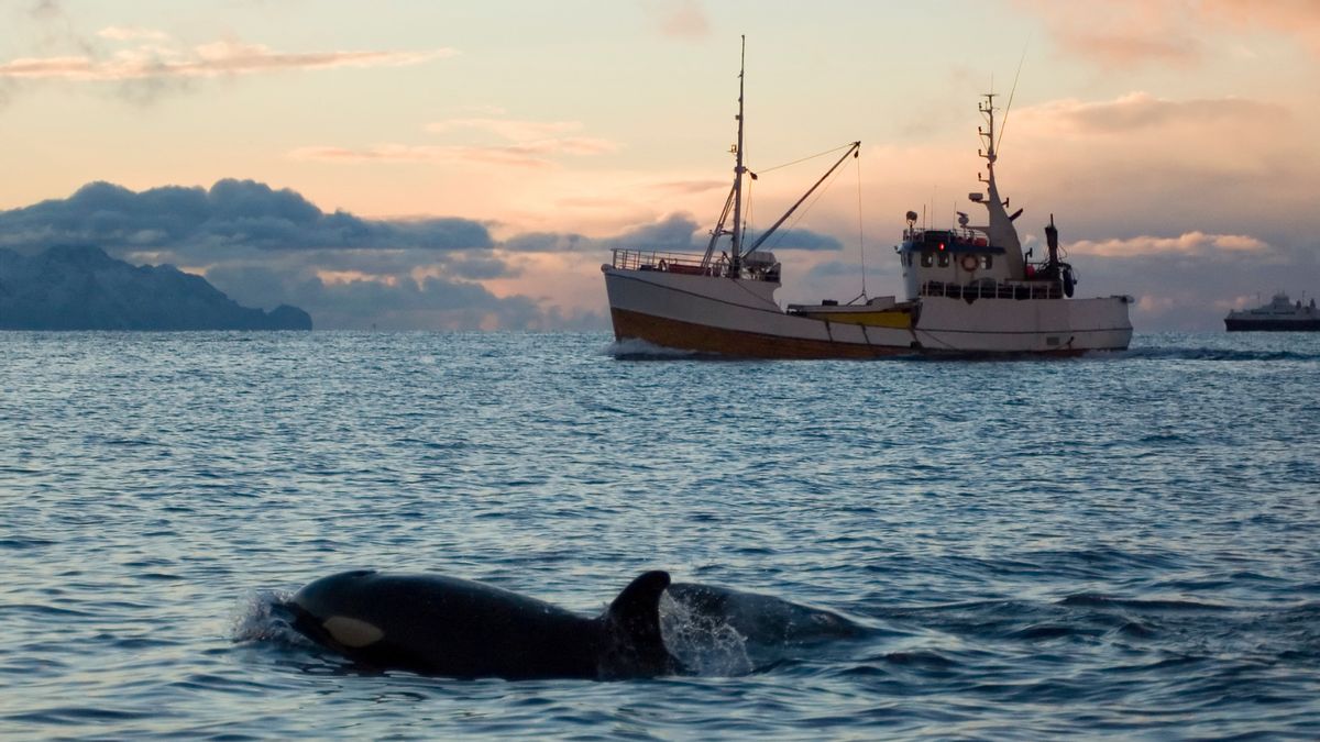 Posts claim orcas sunk 1,000 boats for revenge. Here’s what we know