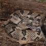 Fatal snakebite at Tennessee park highlights risks in the wild