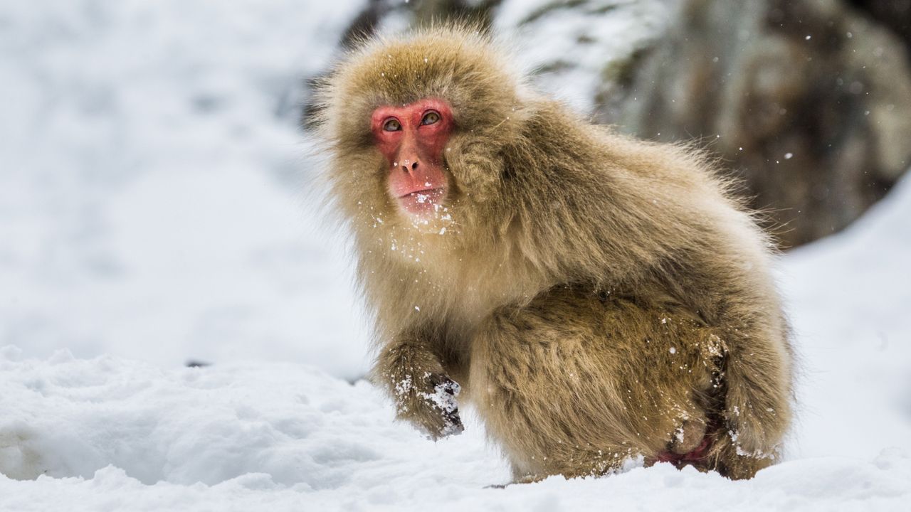 Earth’s early primates evolved in the cold — not the tropics
