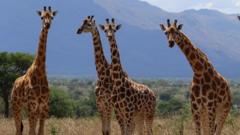 There are three more species of giraffe than previously thought – but can you spot the difference?