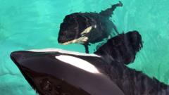 For orca left in limbo, zoo resorts to sexual stimulation to stop inbreeding