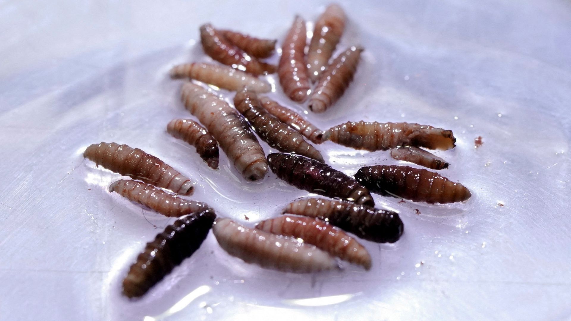 Deadly flesh-eating parasite found in person in US for first time
