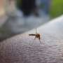 Maryland confirms first human case of West Nile virus this year