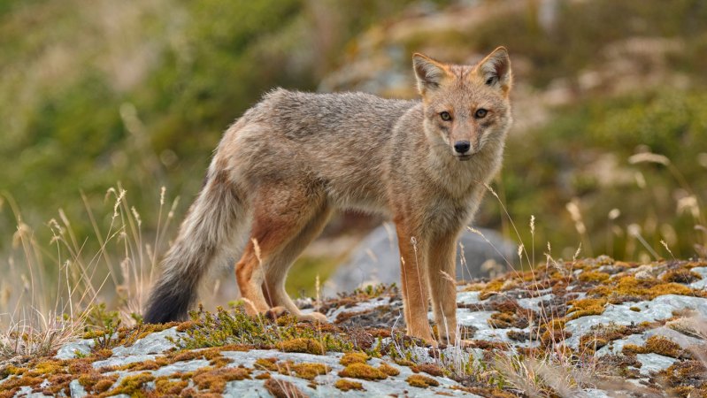The mysterious, extinct ‘Fuegian dog’ was actually a semi-tame fox