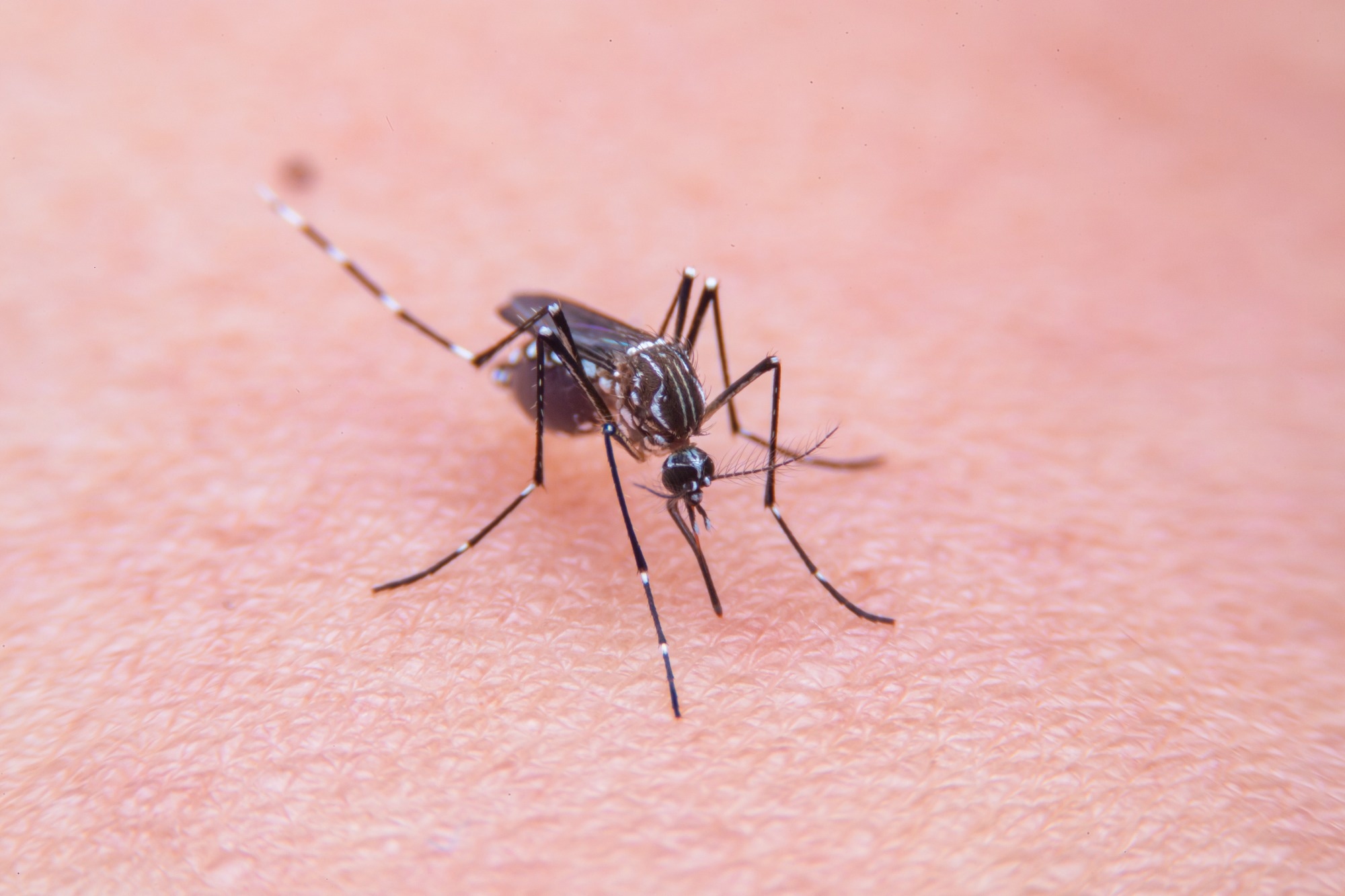 Climate variability may speed up the spread of vector-borne diseases