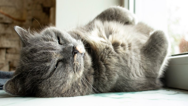 Elderly cats with dementia may hold clues for Alzheimer’s