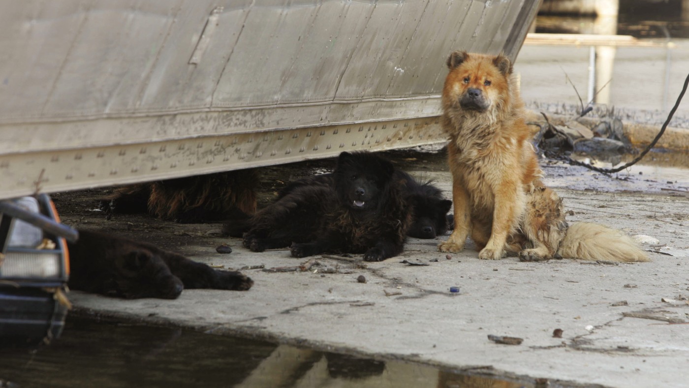 A lesson learned after pets were left behind in Hurricane Katrina: Save the animals
