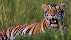 Vast private zoo run by son of India’s richest man faces inquiry