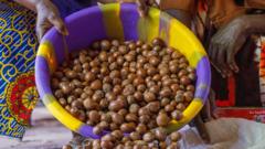 Nigeria bans export of shea nuts used in beauty creams for six months