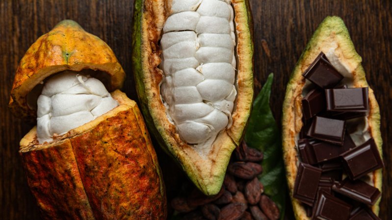What makes chocolate taste so good? It’s the microbes