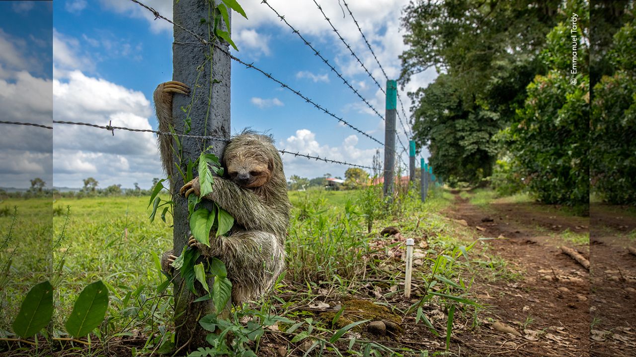 Heartbreaking image shows a sloth clinging to a barbed wire fence because it was the closest thing resembling a tree